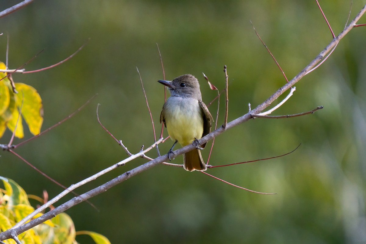 Great Crested Flycatcher - ML407441621