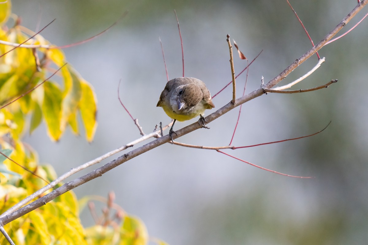 Great Crested Flycatcher - ML407441631