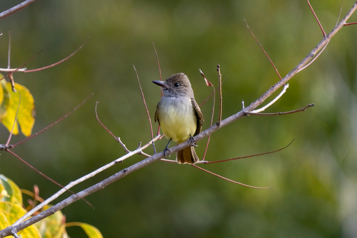 Great Crested Flycatcher - ML407441641