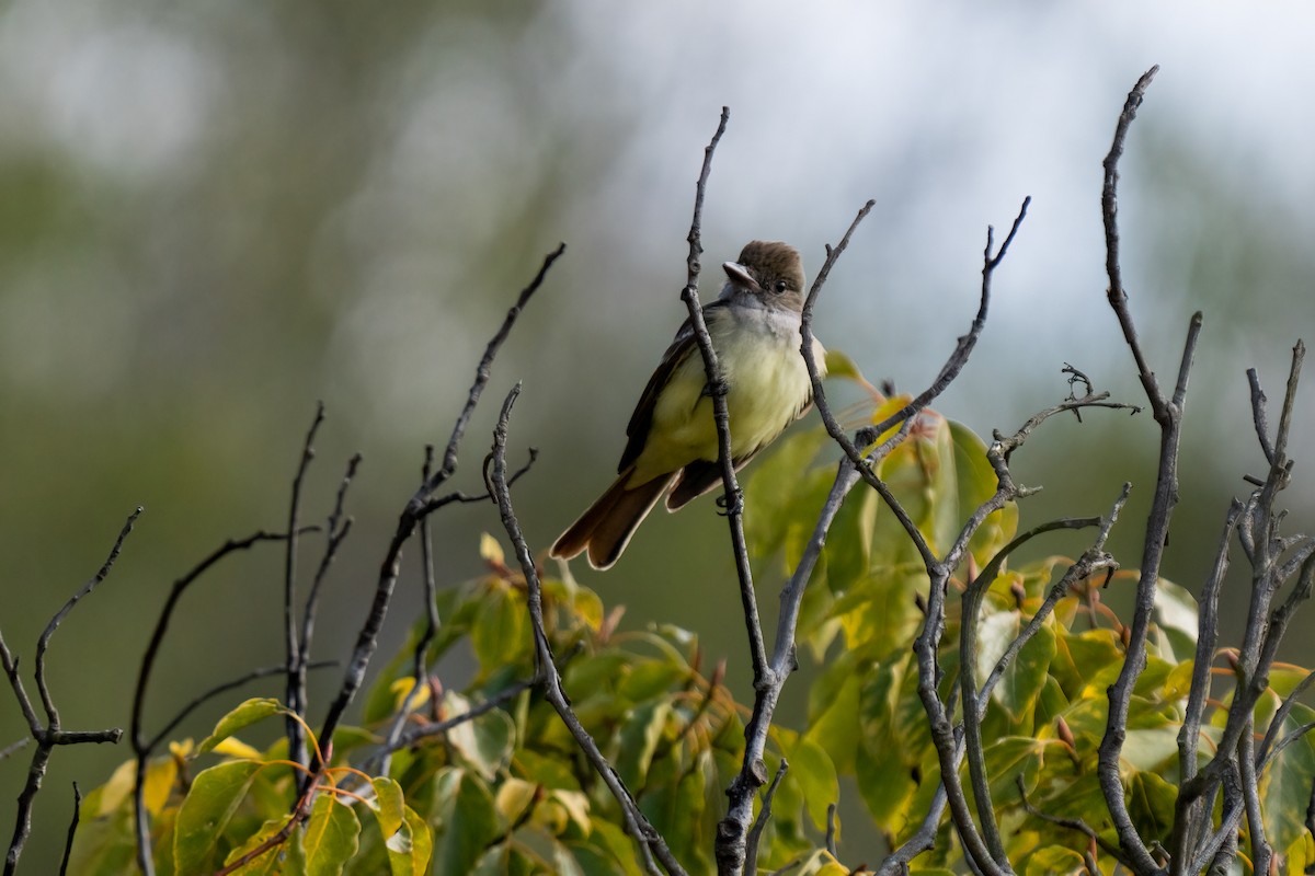 Great Crested Flycatcher - ML407441661