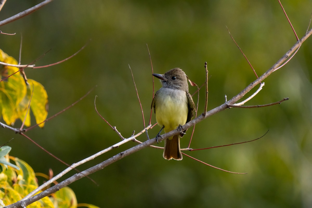 Great Crested Flycatcher - ML407441681