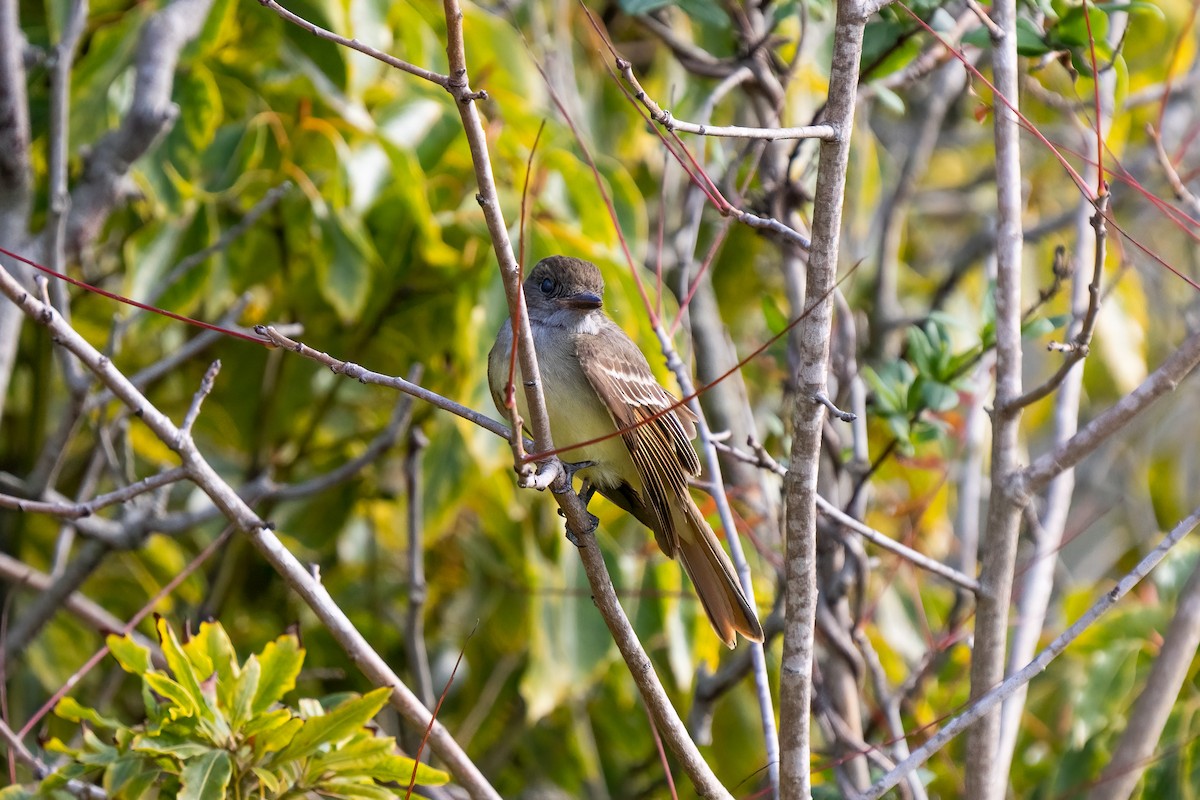 Great Crested Flycatcher - ML407441691