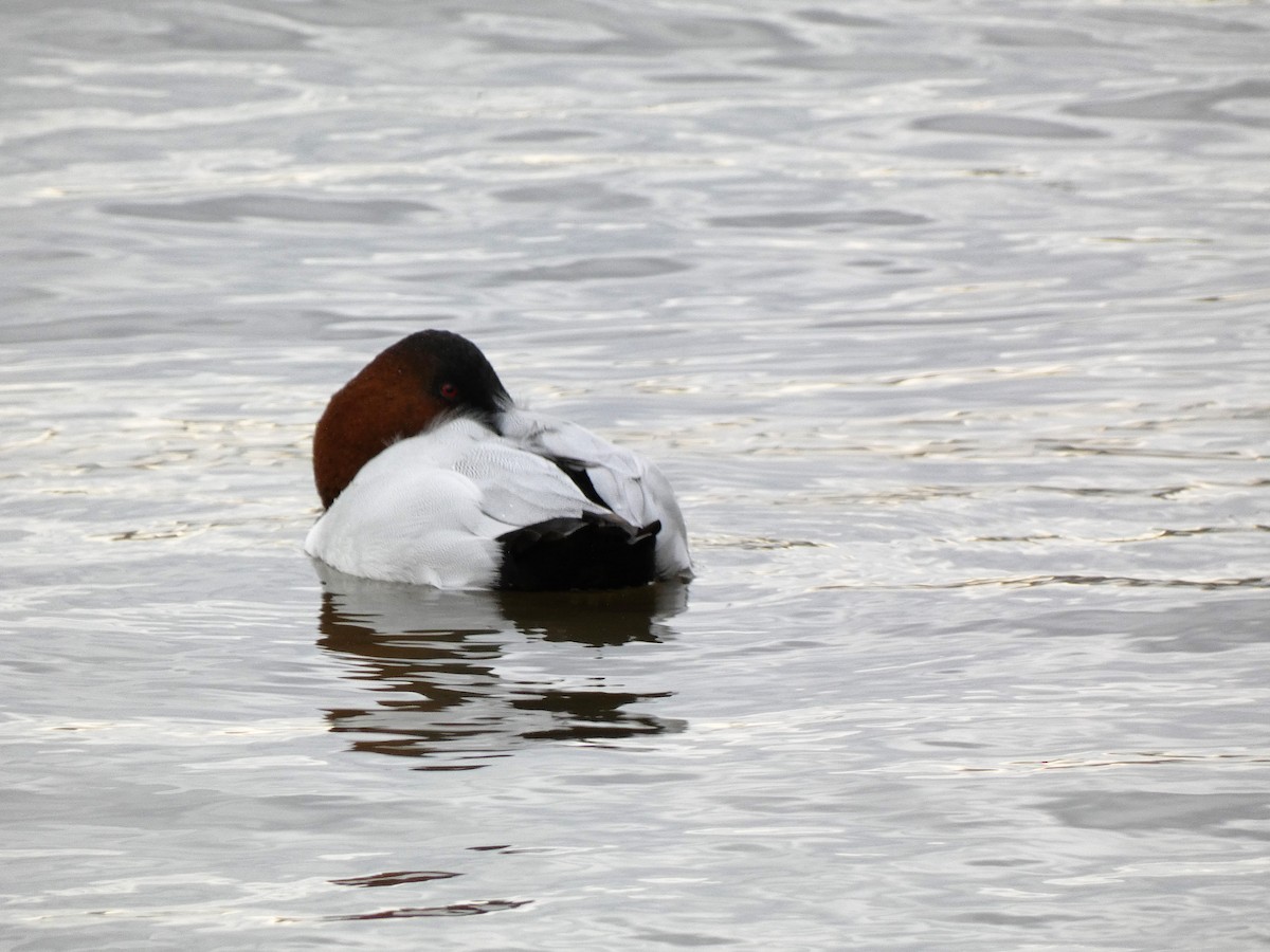 Canvasback - ML407442261