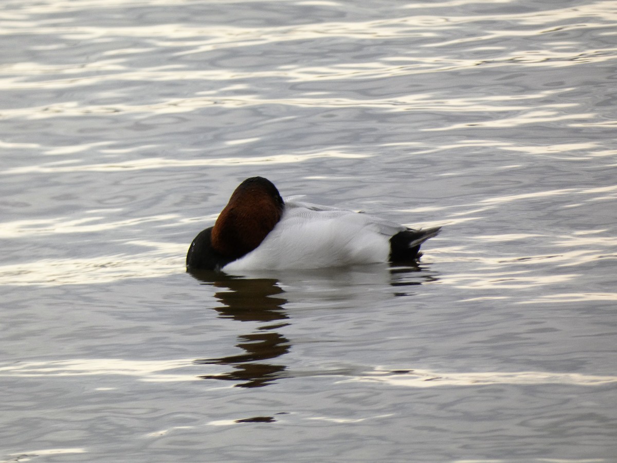 Canvasback - ML407442311