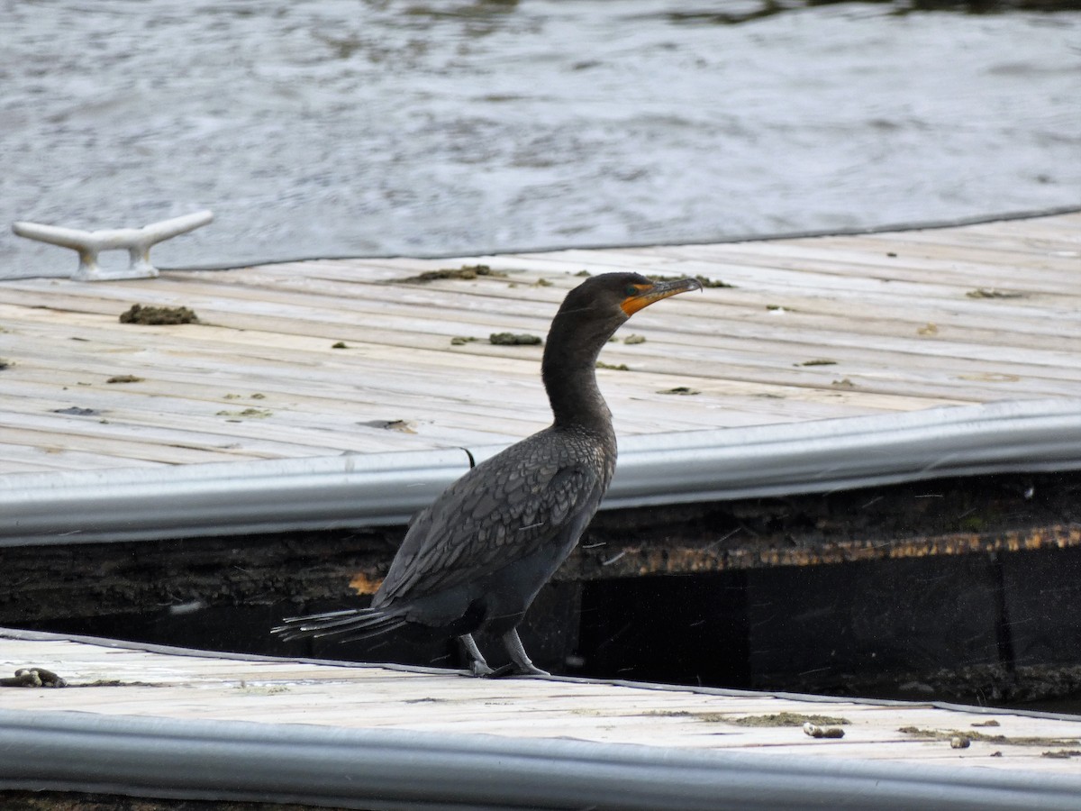 Double-crested Cormorant - ML407442521