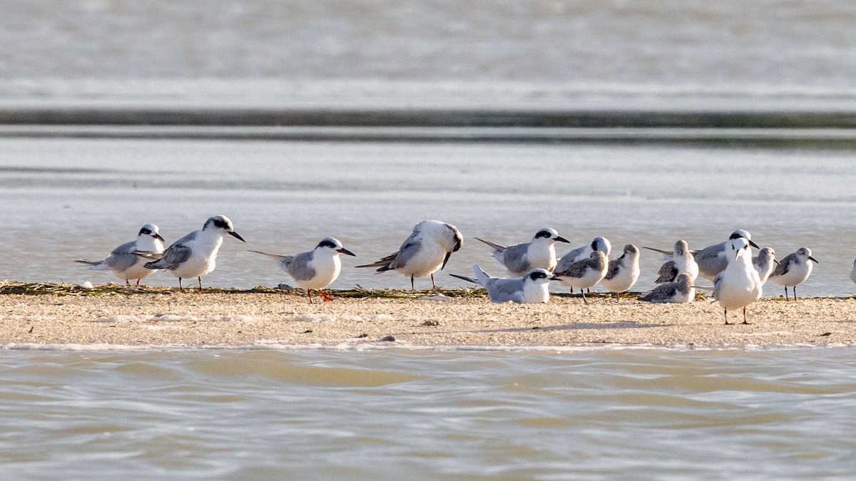 Forster's Tern - ML407442541