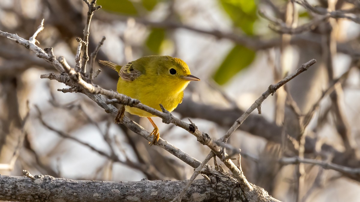 Yellow Warbler (Mangrove) - ML407442971