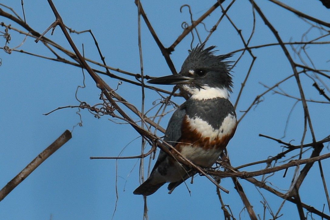 Belted Kingfisher - Della Alcorn