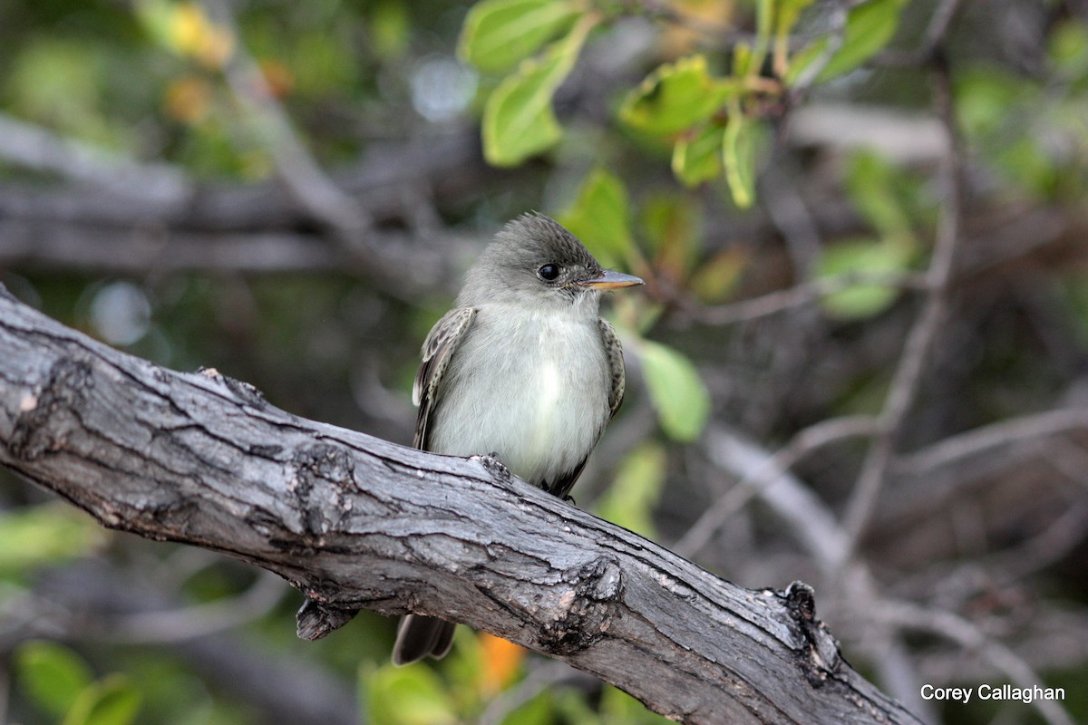 Eastern Wood-Pewee - Corey Callaghan