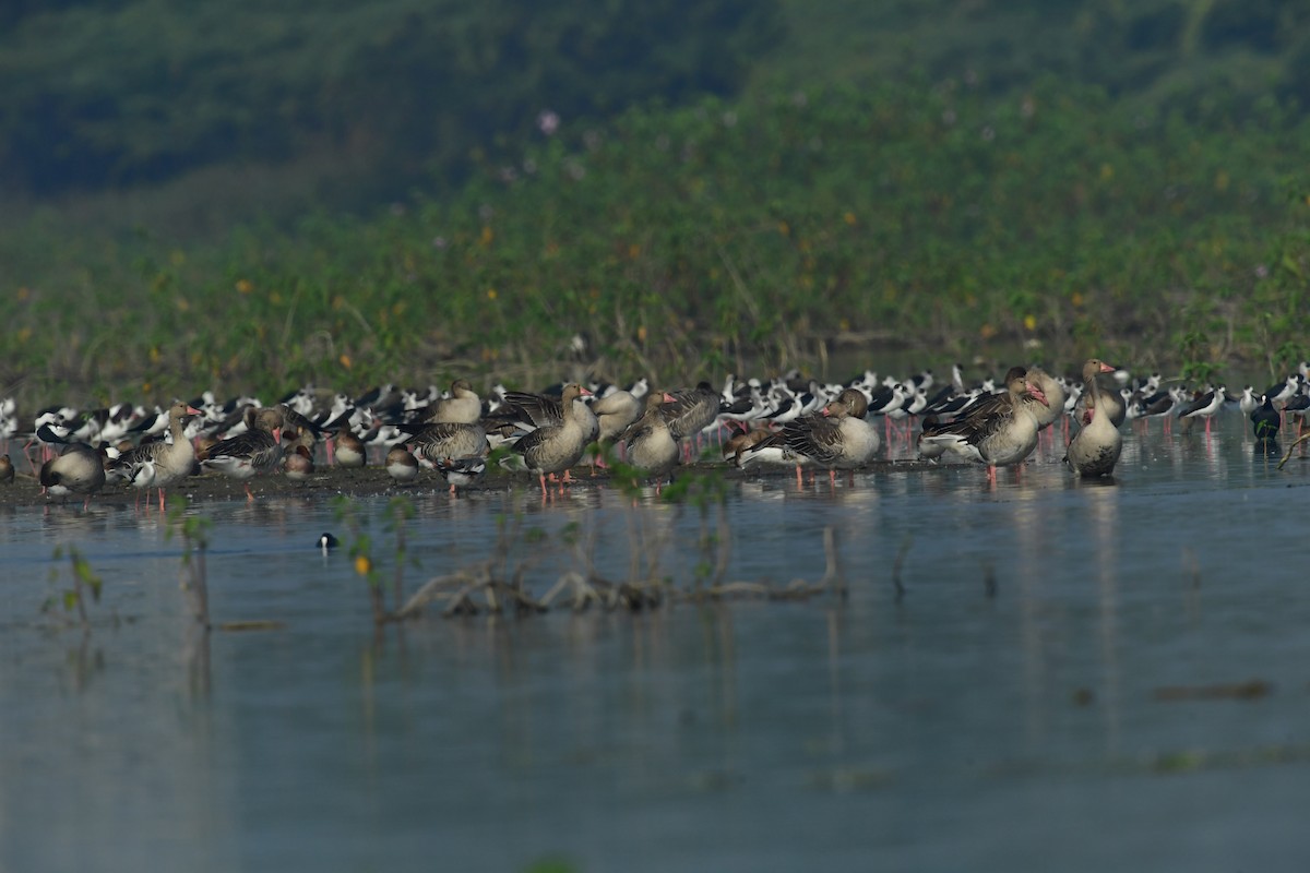 Graylag Goose - ML407445121