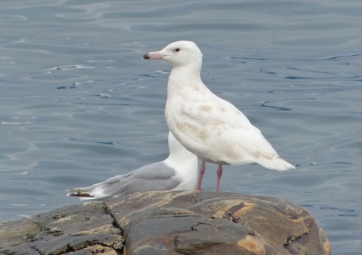 Glaucous Gull - Jean Iron