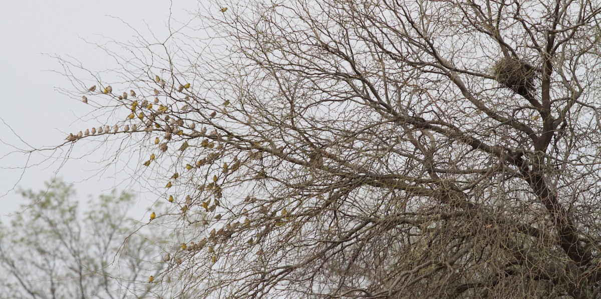 Grassland Yellow-Finch - Ian Davies