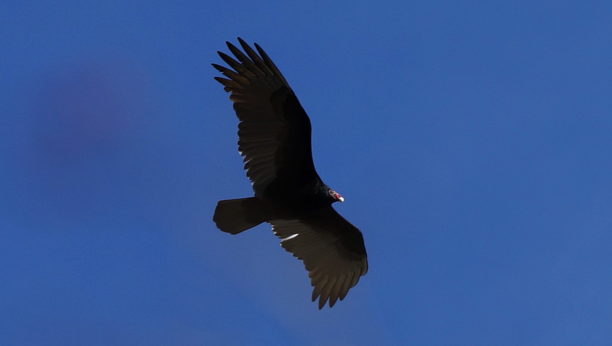 Turkey Vulture - ML407447061