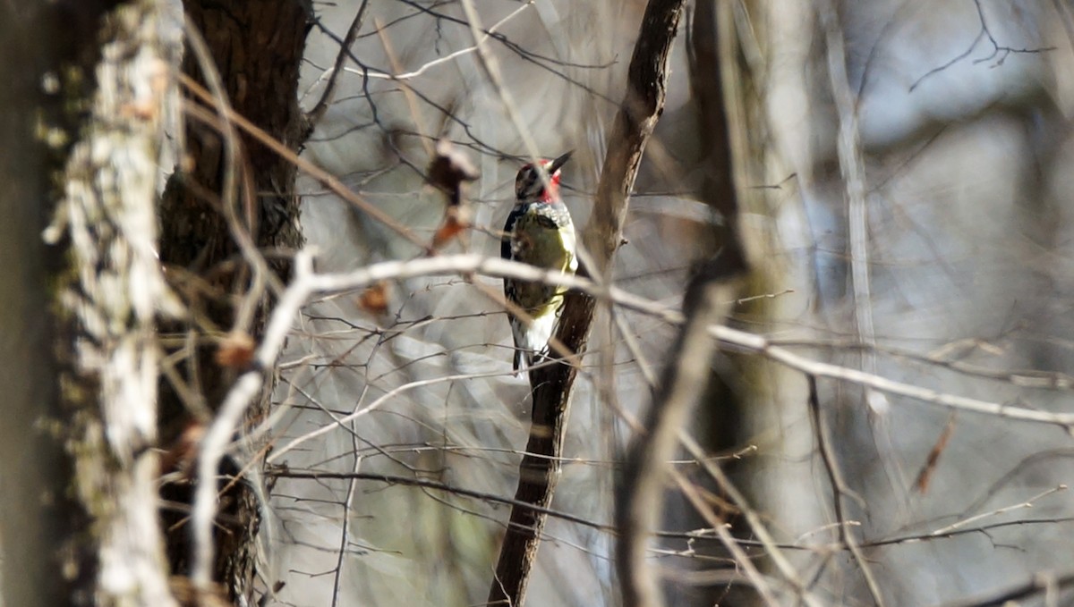 Yellow-bellied Sapsucker - ML407447281