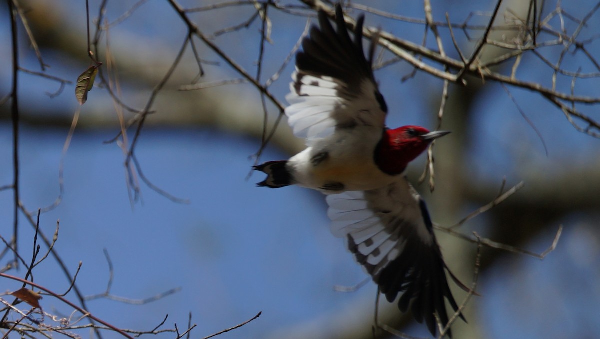 Red-headed Woodpecker - ML407447401