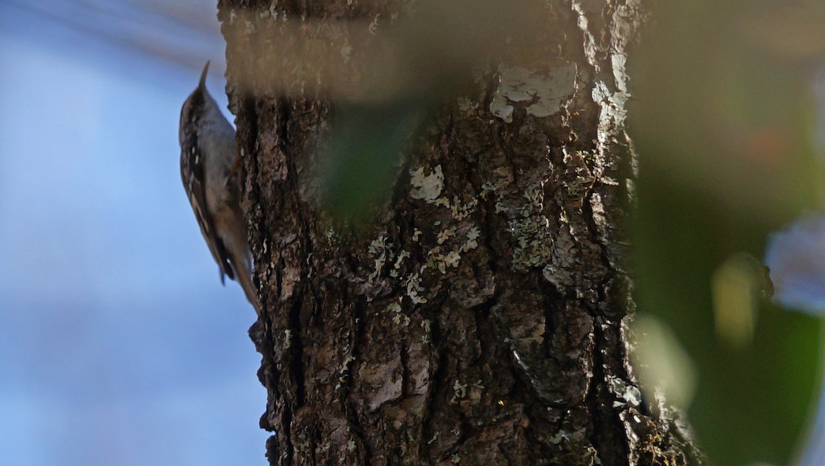 Brown Creeper - ML407447461