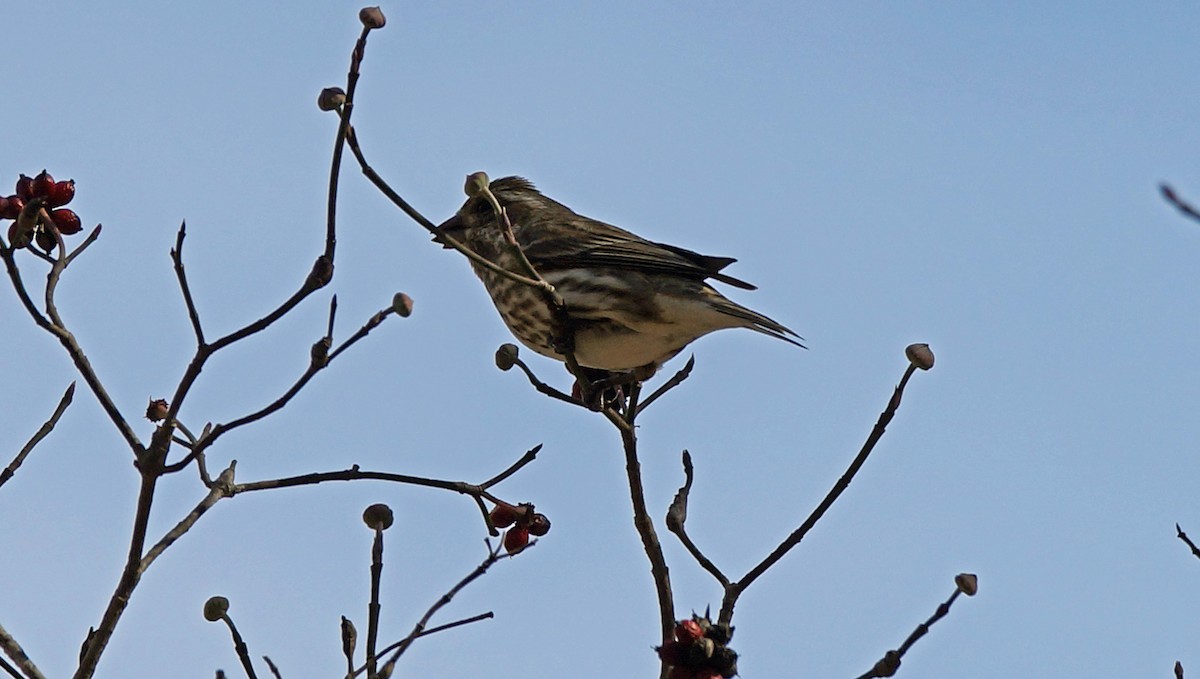 Purple Finch - ML407447661