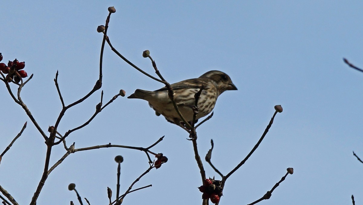 Purple Finch - ML407447671