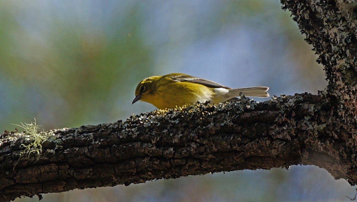 Pine Warbler - ML407447781