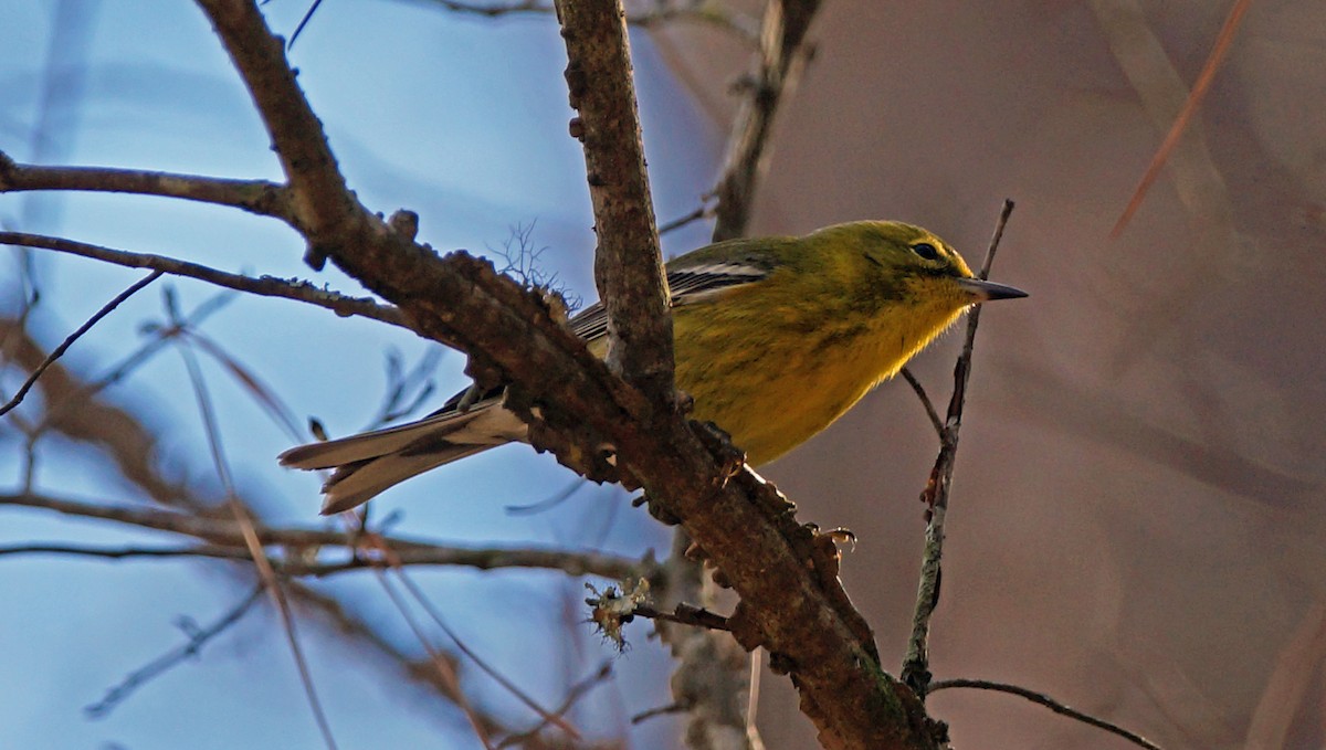 Pine Warbler - Skipper Anding