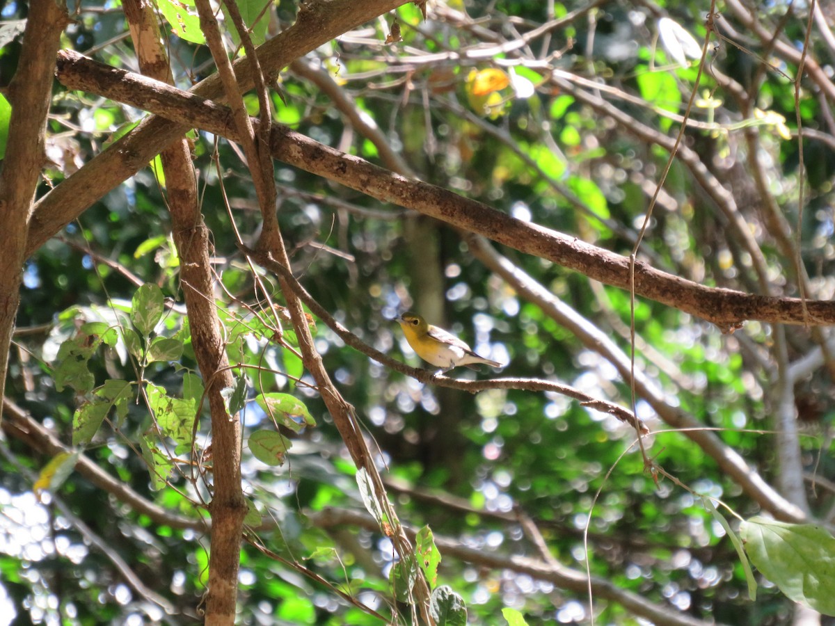 Yellow-throated Vireo - Melvin Bonilla