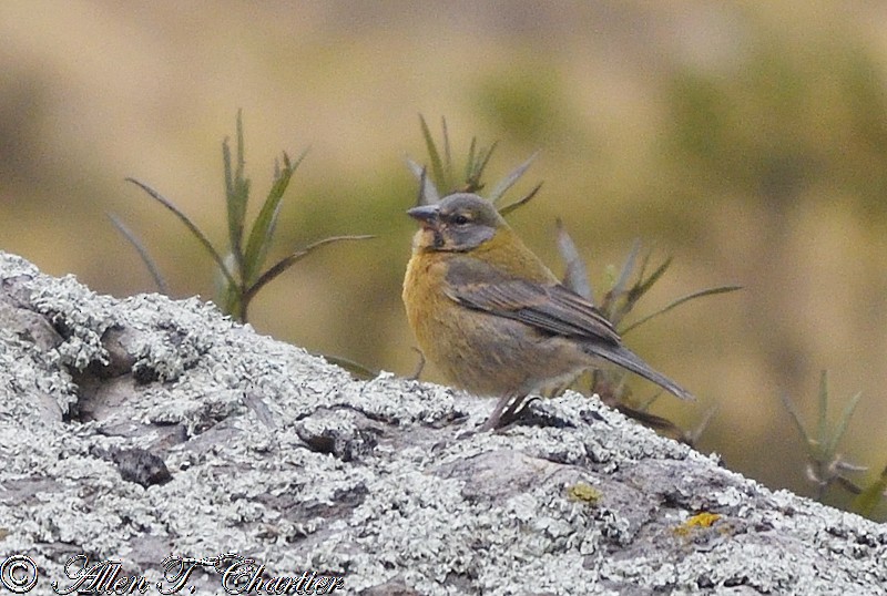 Peruvian Sierra Finch - ML407449511