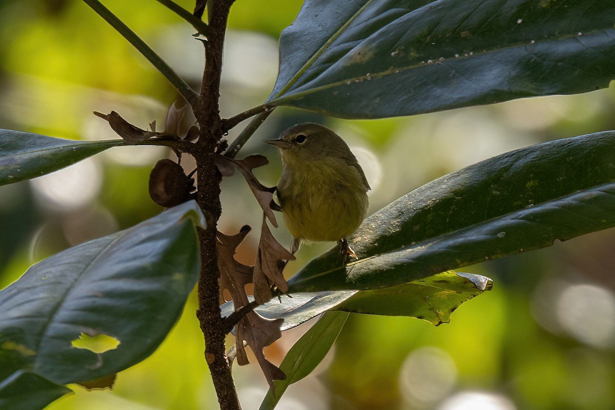 Orange-crowned Warbler - ML407449691