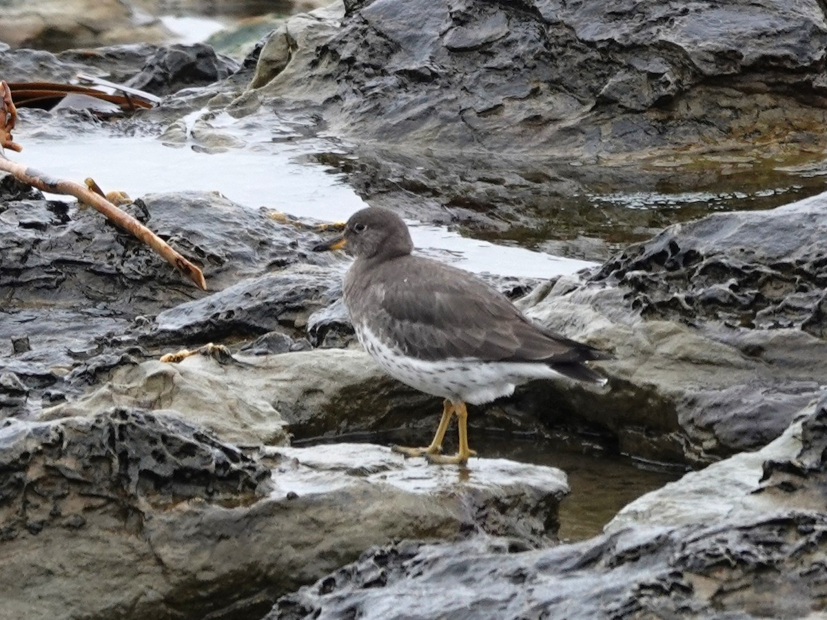 Surfbird - ML407449711