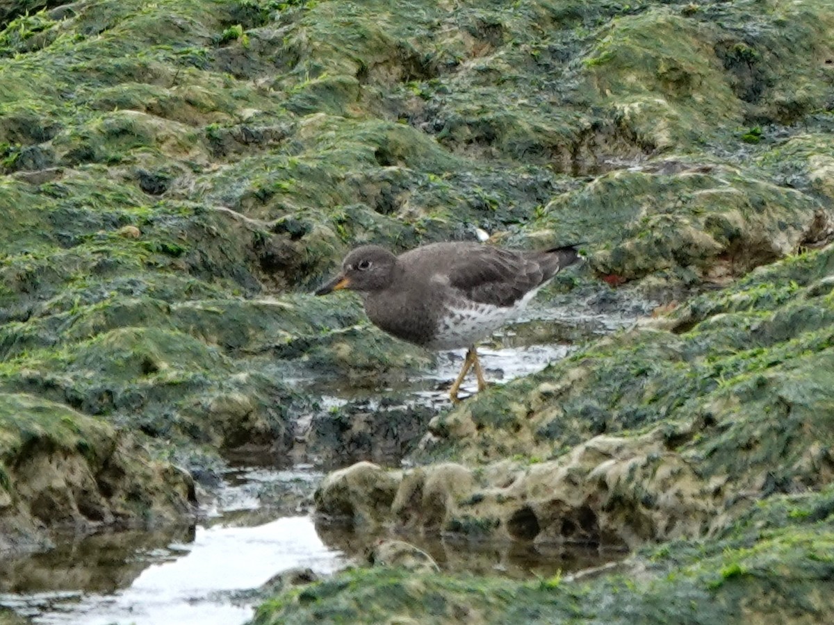 Surfbird - ML407449821