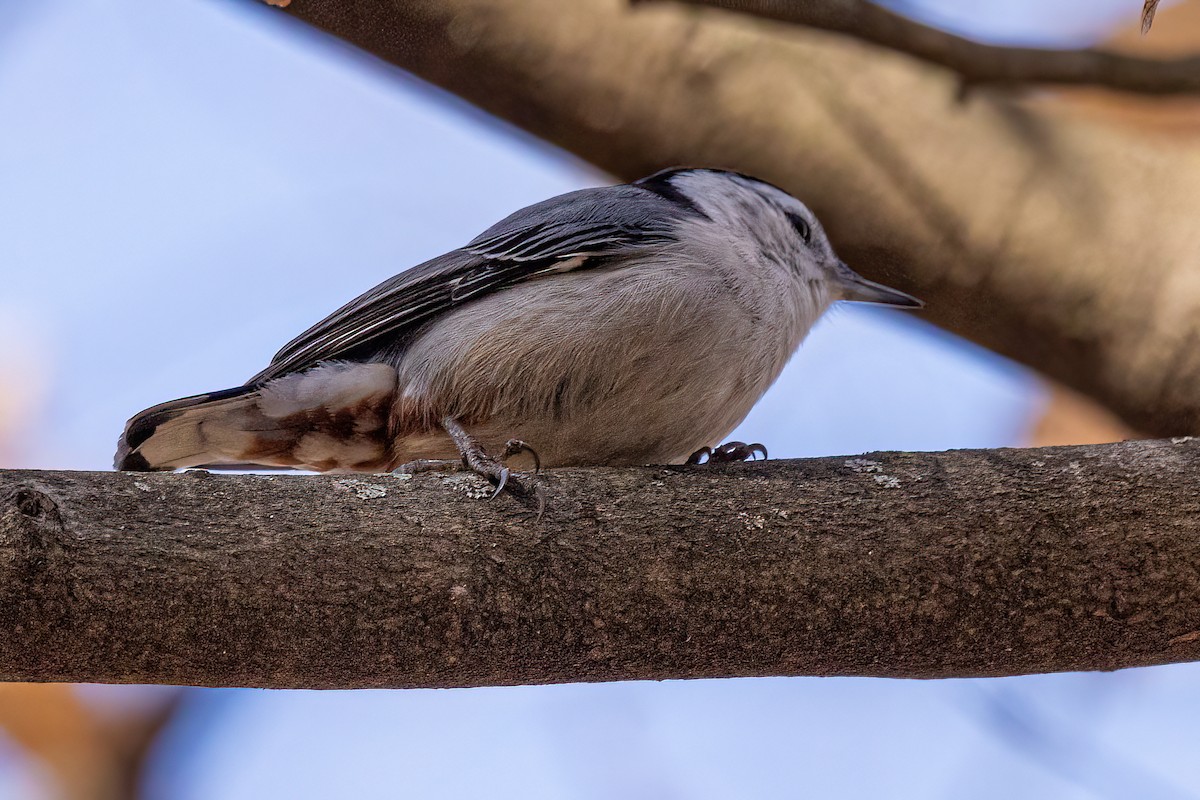 White-breasted Nuthatch - ML407450011