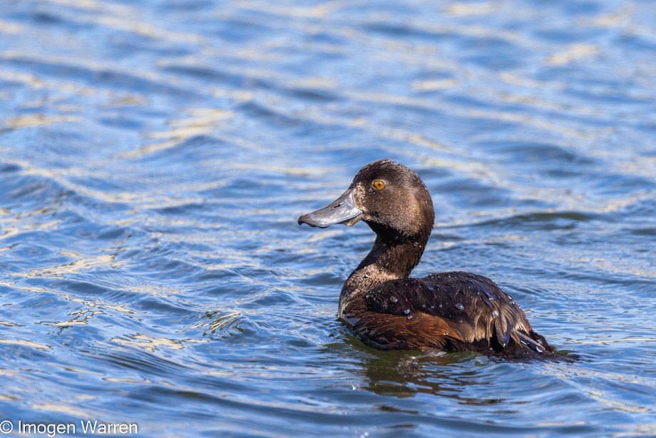 New Zealand Scaup - ML407450101