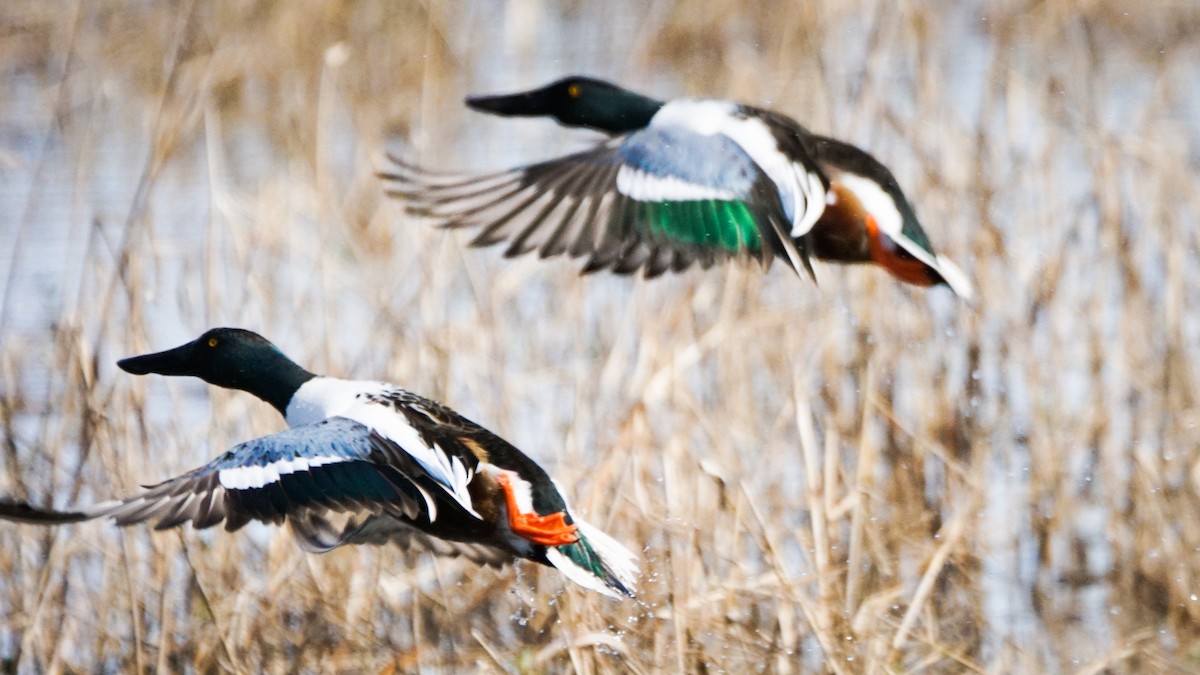 Northern Shoveler - ML407450111