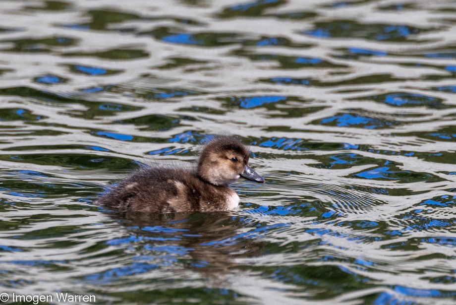 New Zealand Scaup - ML407450171