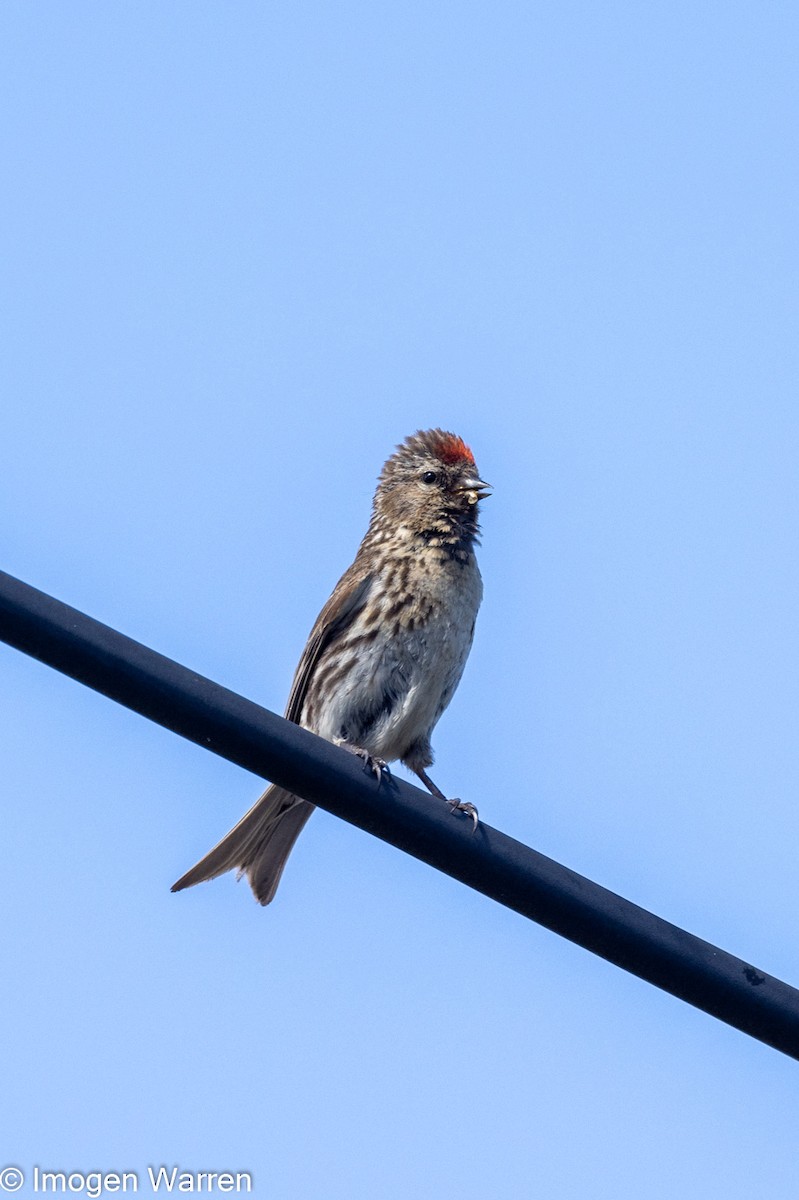 Lesser Redpoll - ML407450241