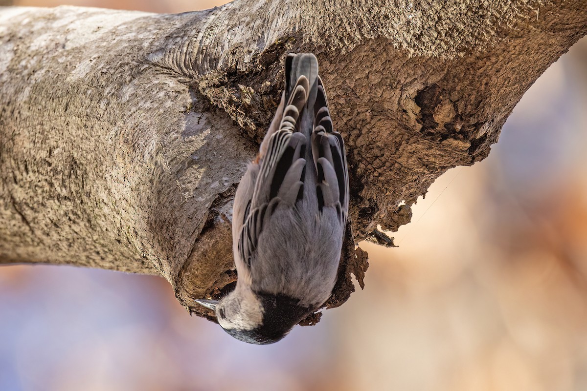 White-breasted Nuthatch - ML407450381