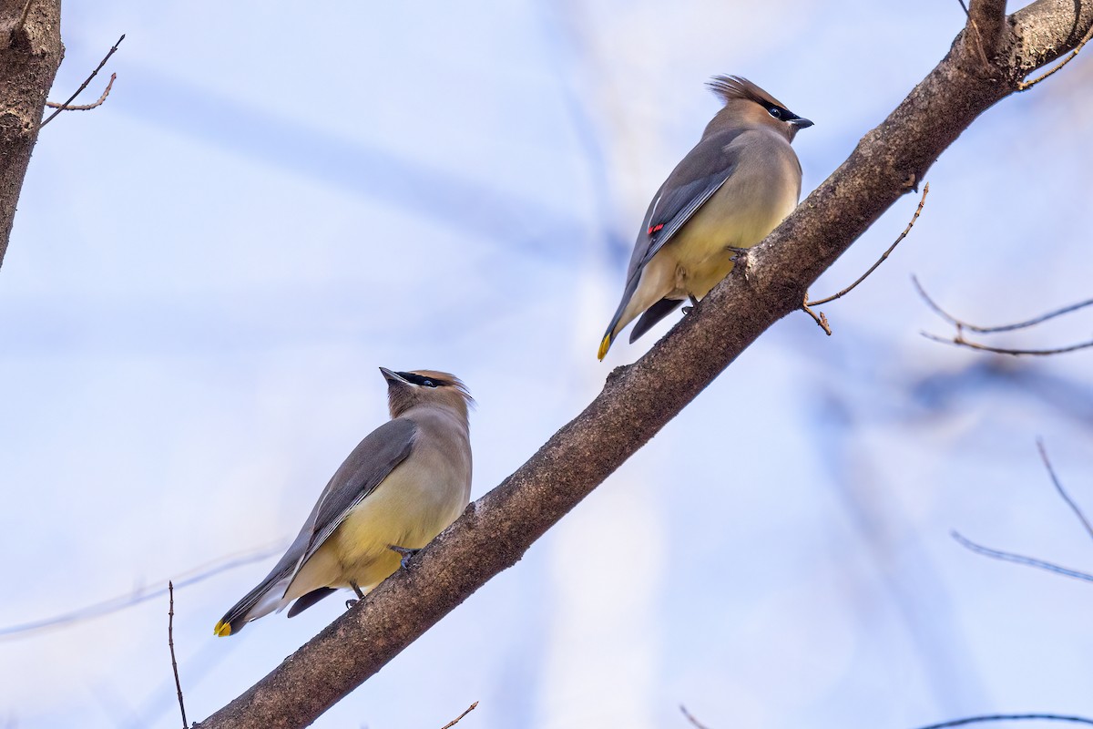 Cedar Waxwing - ML407450391