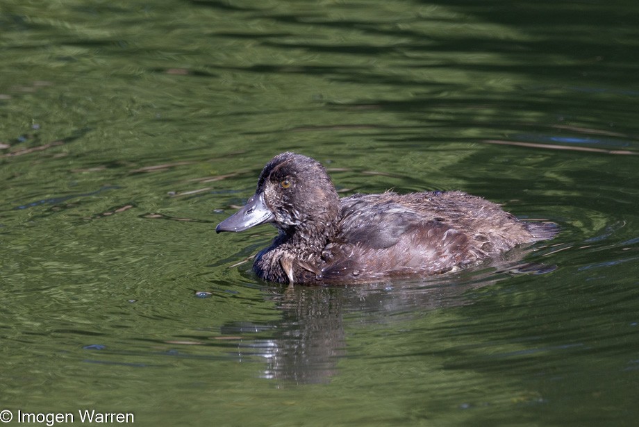 New Zealand Scaup - ML407450461