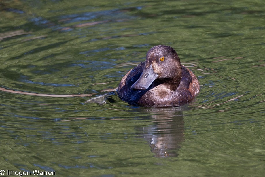 New Zealand Scaup - ML407450511