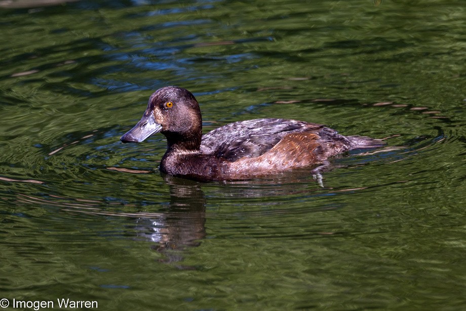 New Zealand Scaup - ML407450541