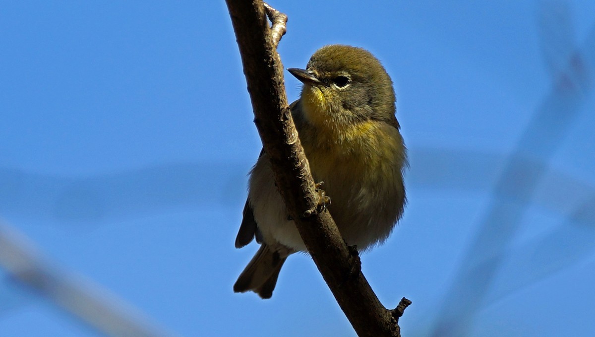 Pine Warbler - ML407452061