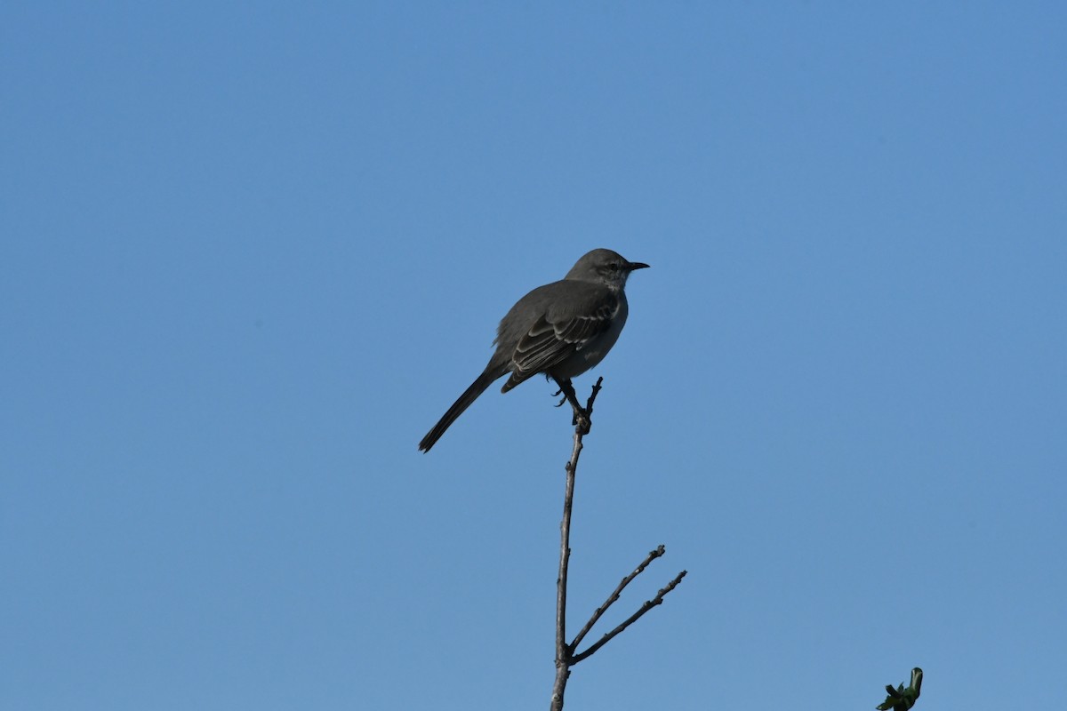 Northern Mockingbird - ML407452371