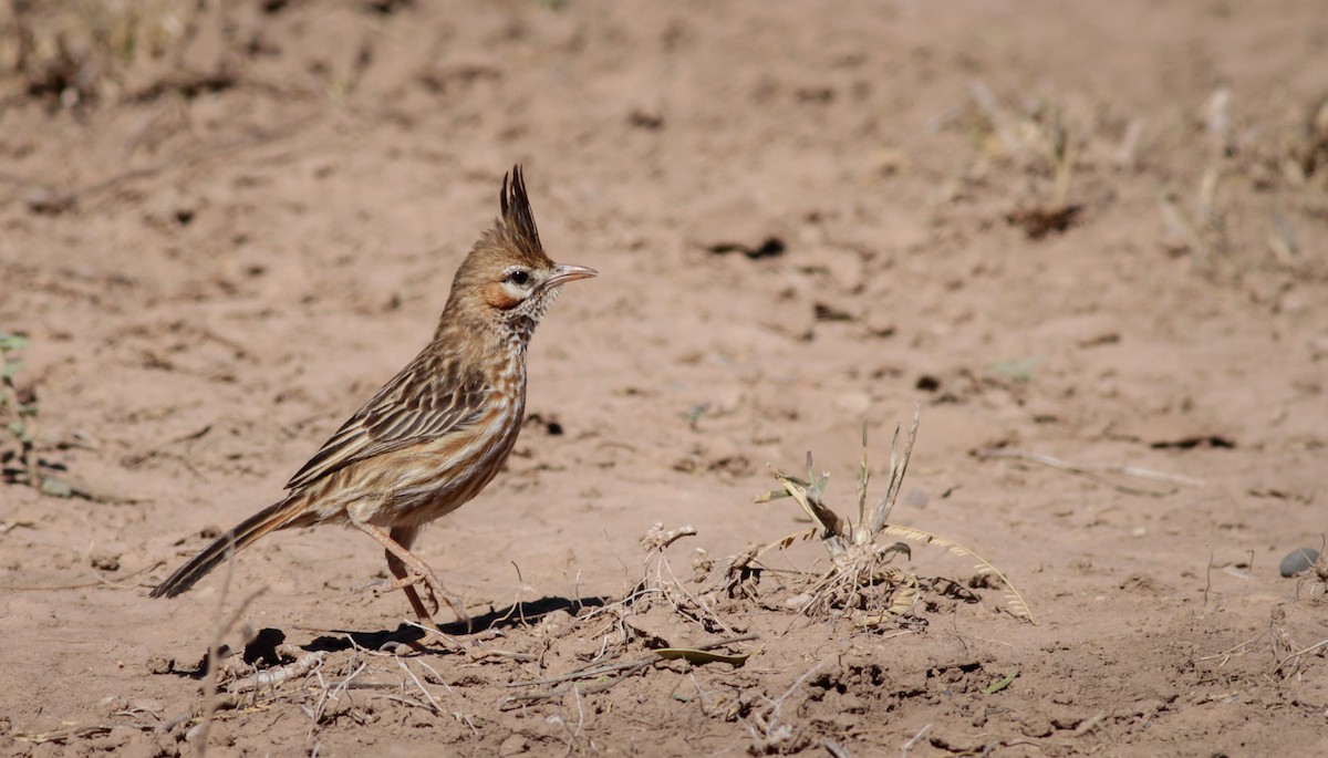Lark-like Brushrunner - Ian Davies