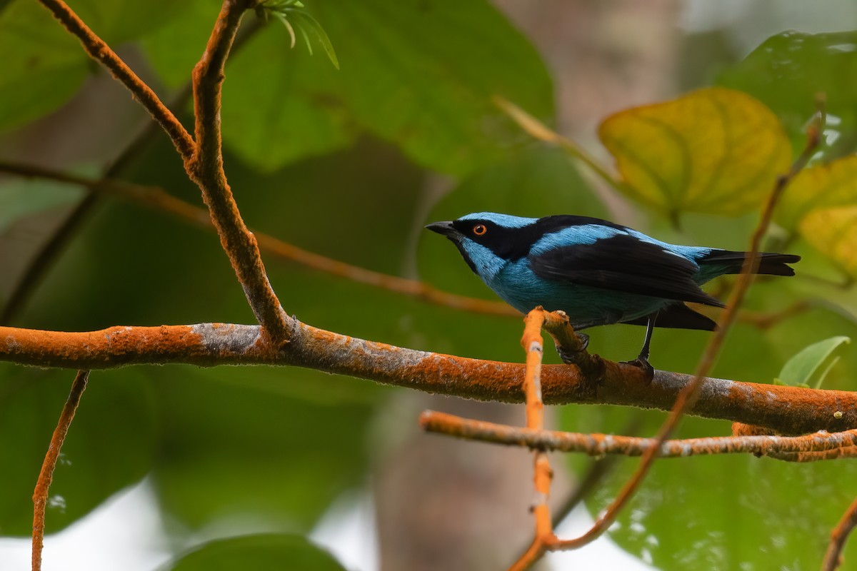 Turquoise Dacnis - ML407453481