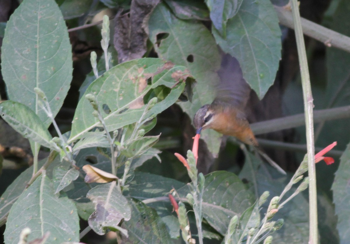Planalto Hermit - ML40745471