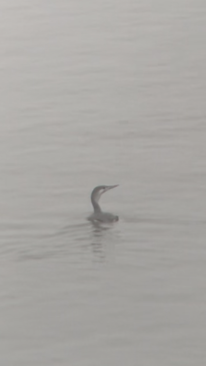 Strolaga minore - ML407455021