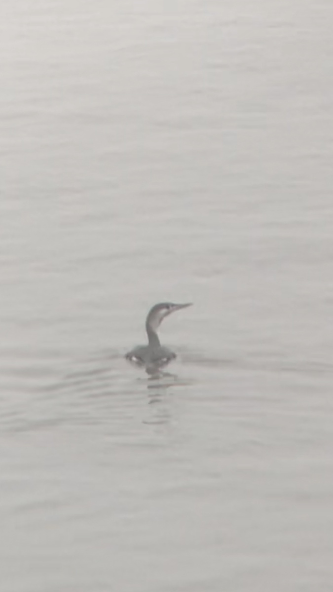 Strolaga minore - ML407455031