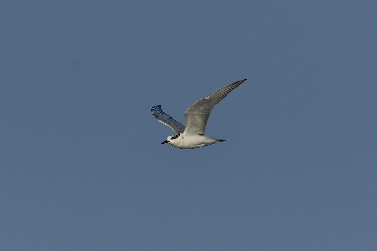 Whiskered Tern - Sriram Reddy