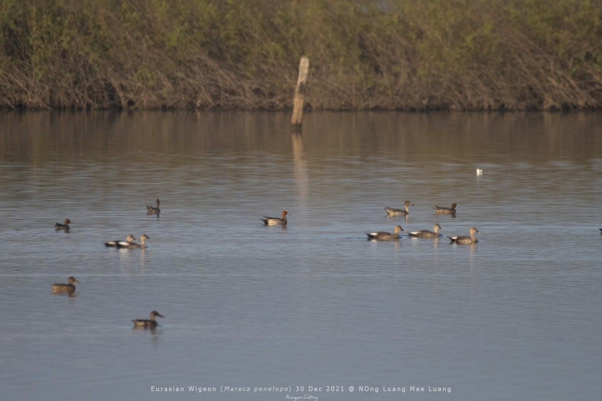 Eurasian Wigeon - Muangpai Suetrong