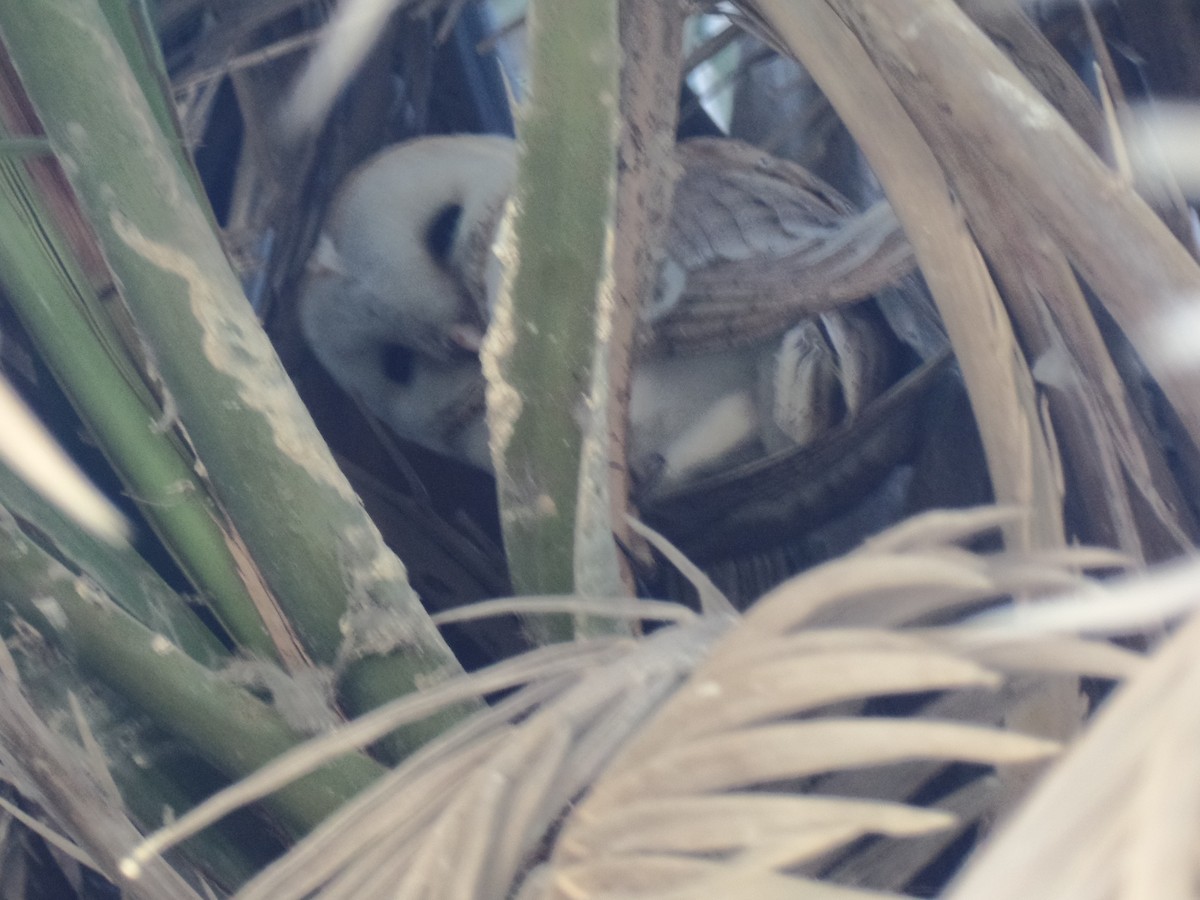 Barn Owl - ahmad mohammadi ravesh