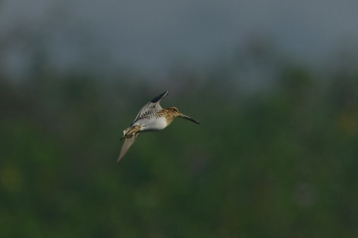 Common Snipe - Sriram Reddy